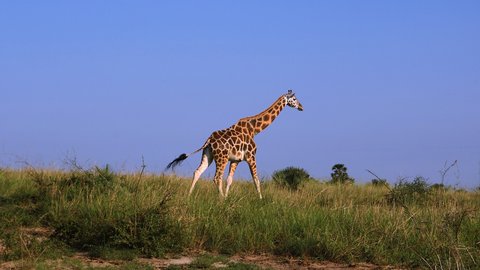 Lernumgebung "Let’s go on a Safari: Englischlernen mit interaktivem PowerPoint & VR-Video" öffnen