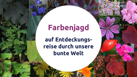 Lernumgebung "Farbenjagd: Auf Entdeckungsreise durch unsere bunte Welt" öffnen Das Bild besteht aus drei Komponenten. Im Hintergrund befinden sich mehrere Fotos von Pflanzen (Blüten, Früchten, Blättern), die verschiedene Farben abbilden. Darüber liegt ein weißer Kreis. Im weißen Kreis steht die Schrift "Farbenjagd - Auf Entdeckungsreise durch unsere bunte Welt".