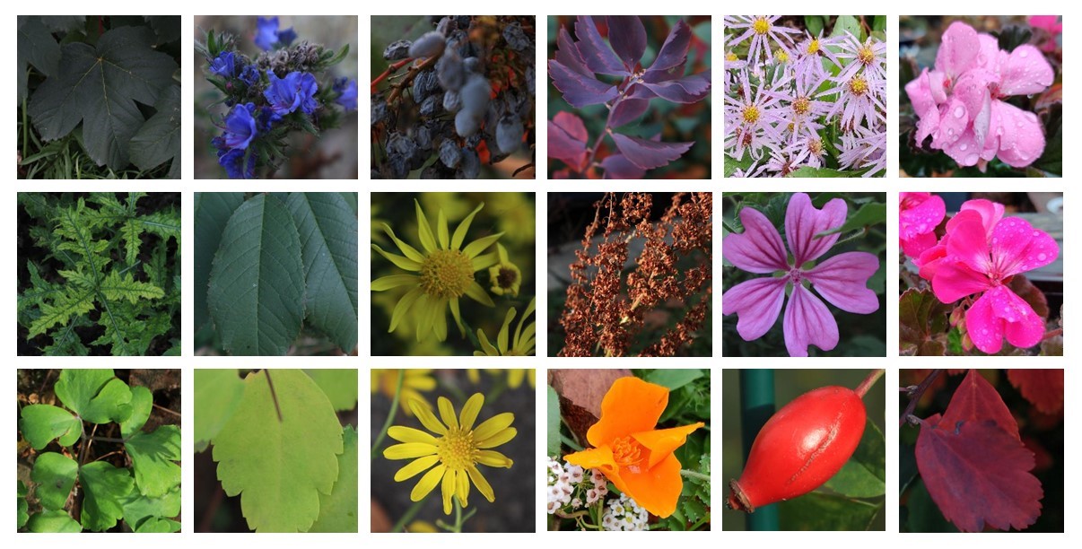 Das Bild ist eine Collage aus mehreren Fotos. Auf den Fotos sind verschiedene Pflanzenteile abgebildet (Blätter, Früchte, Blüten), die unterschiedliche Farben aufweisen.